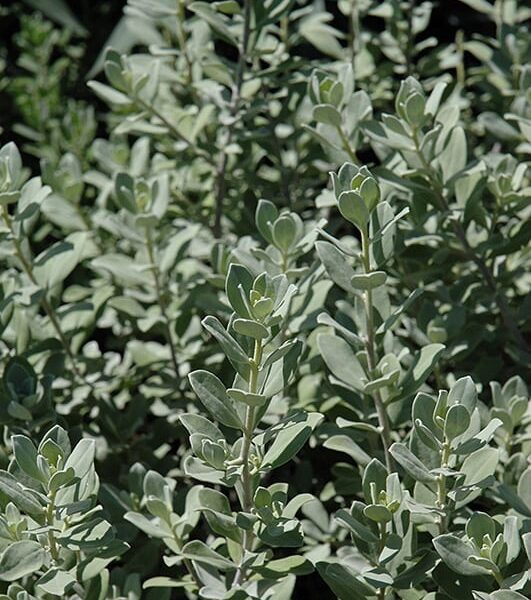 Compact Texas Sage