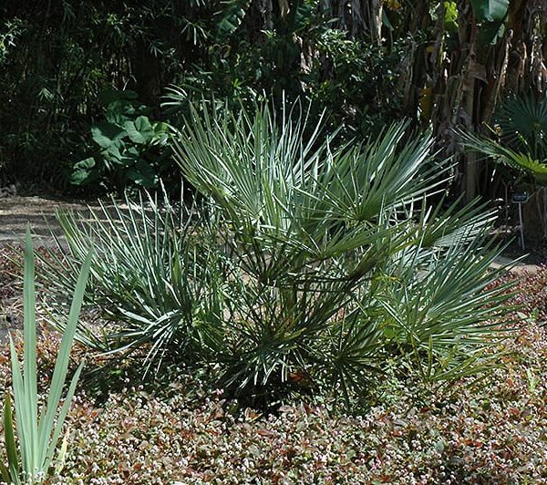 mediterranean fan palm