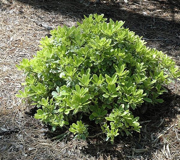 mojo dwarf mock orange