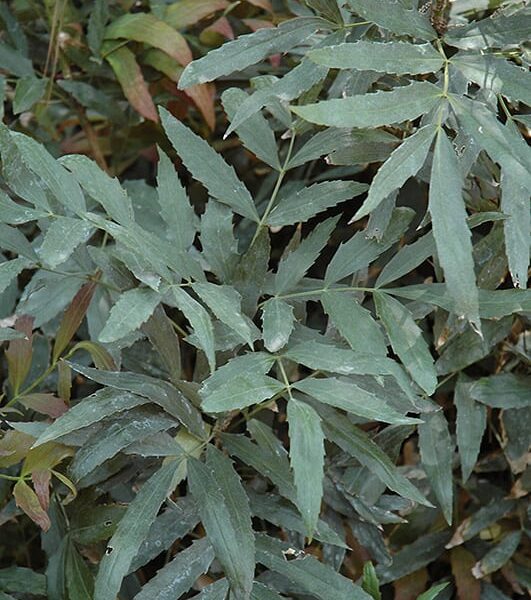 fortune mahonia