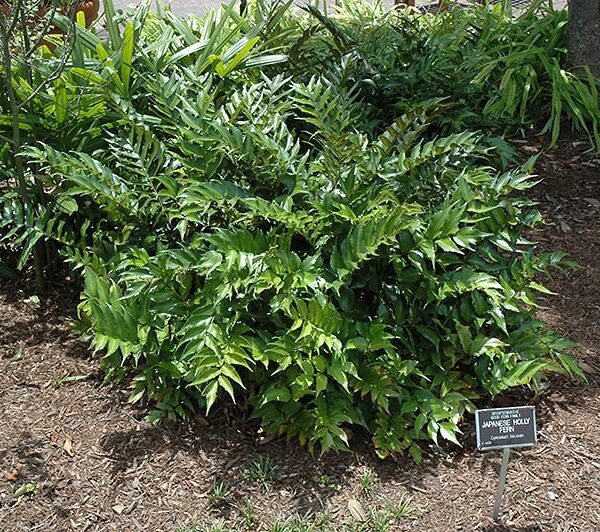 Japanese Holly Fern