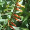 firecracker plant