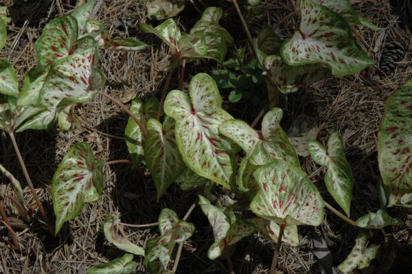 Gingerland Caladium