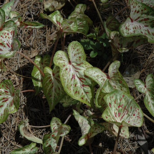 Gingerland Caladium