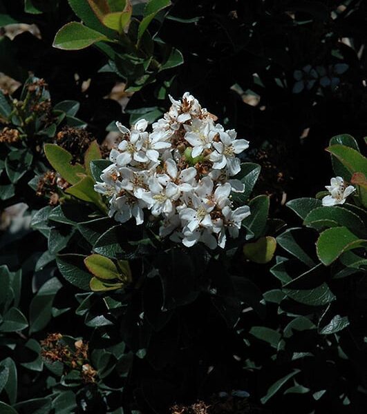 Snow White Indian Hawthorn