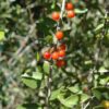 weeping yaupon holly