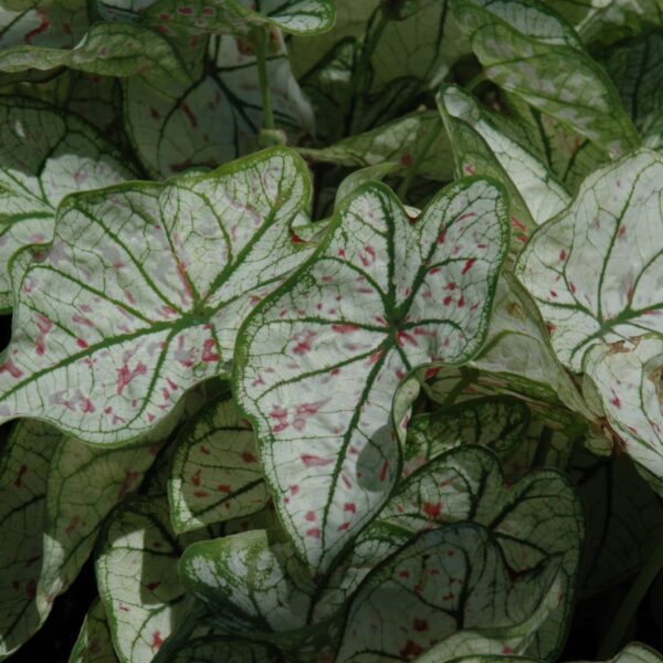 Candidum Jr. Caladium