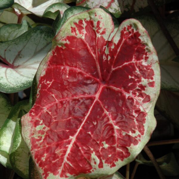 Raspberry Moon Caladium