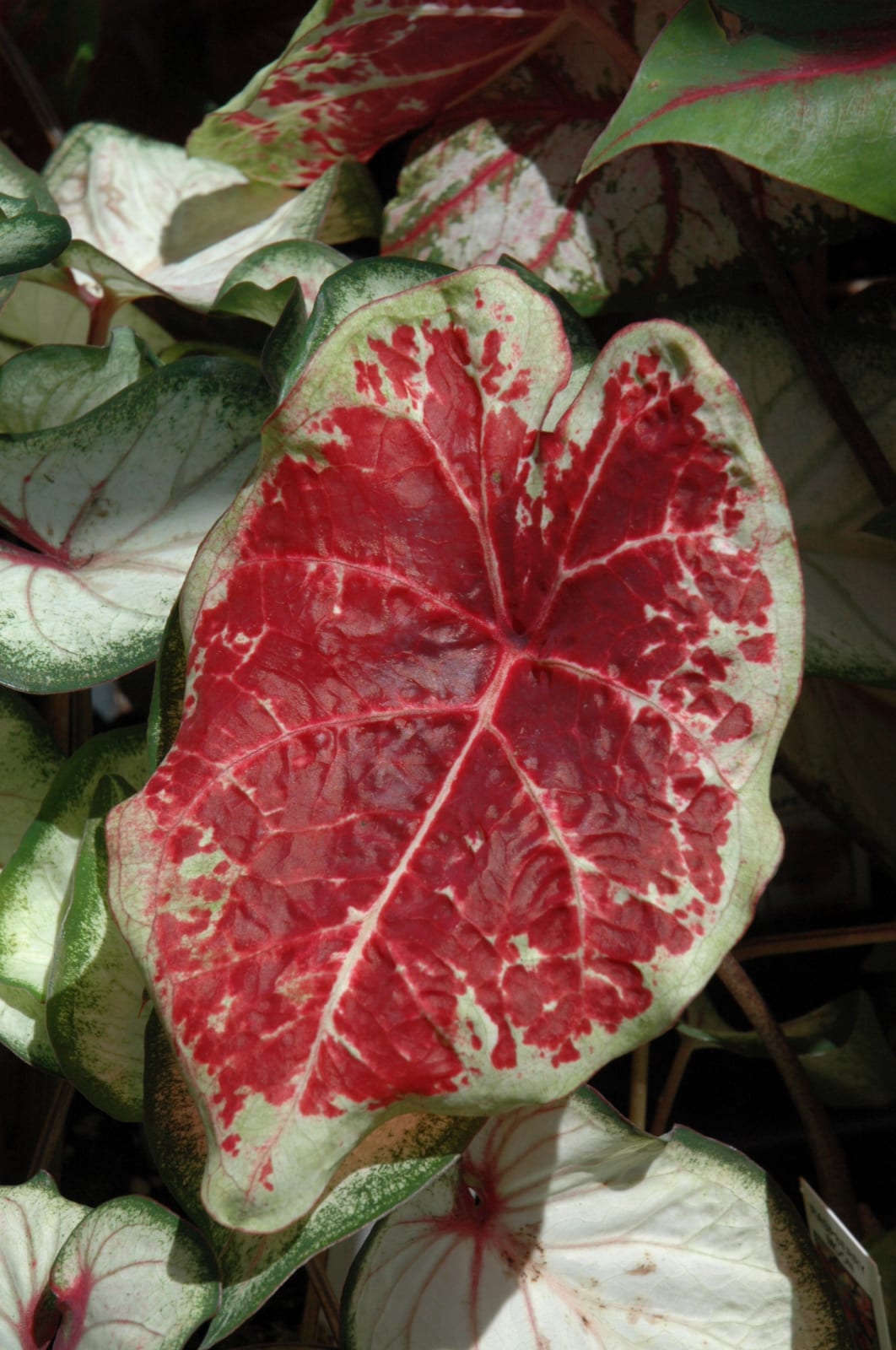 Raspberry Moon Caladium - Calloway's Nursery