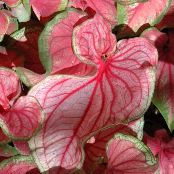 Florida Sweetheart Caladium