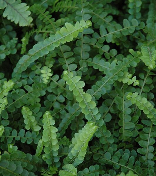 Sword Fern