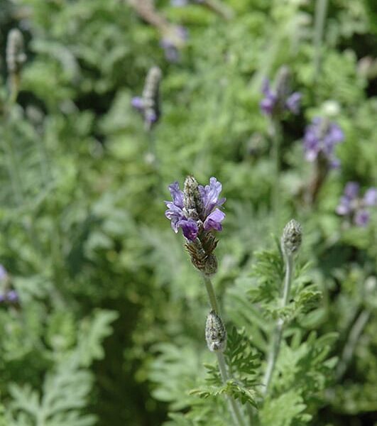 fernleaf lavender