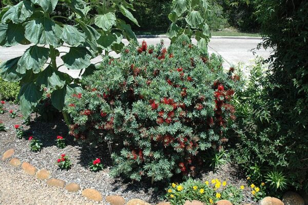 little John dwarf bottlebrush