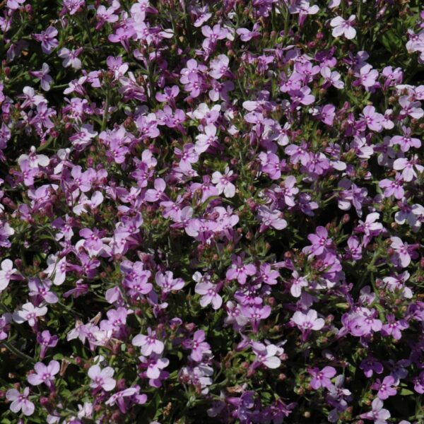 Techno Heat Light Purple Lobelia