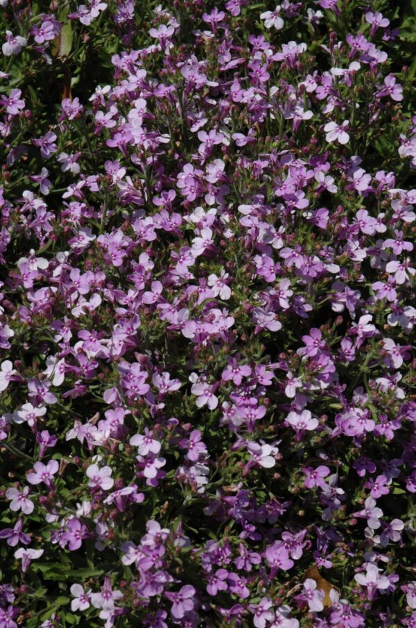 Techno Heat Light Purple Lobelia