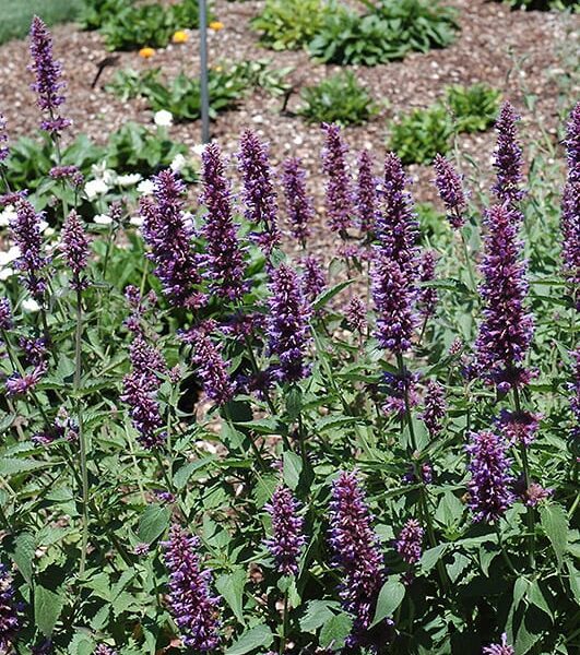 Blue Boa Hyssop