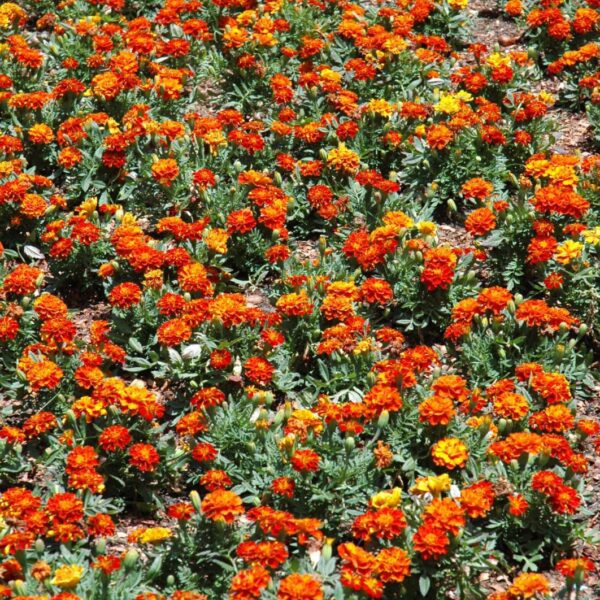 Durango Red Marigold