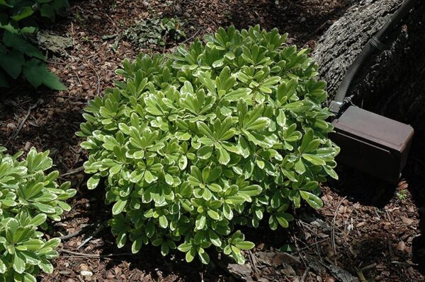 Cream De Mint Dwarf Mock Orange