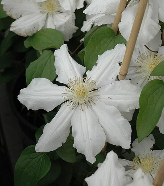 Toki Clematis