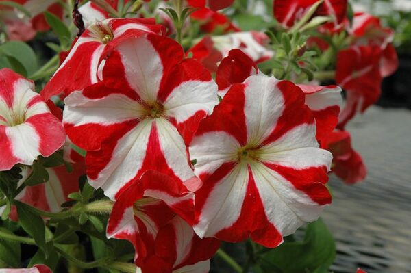 hurrah red star petunia