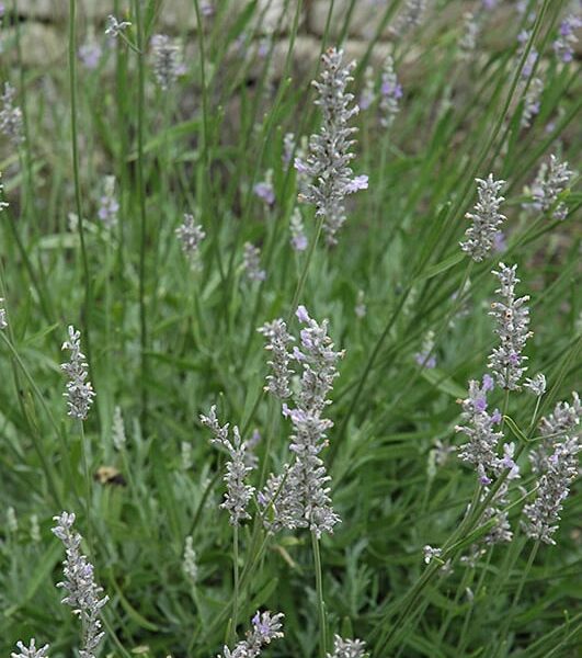 Provence Lavender