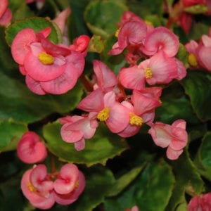Annuals : Plants & Flowers | Calloway's Nursery | Cornelius