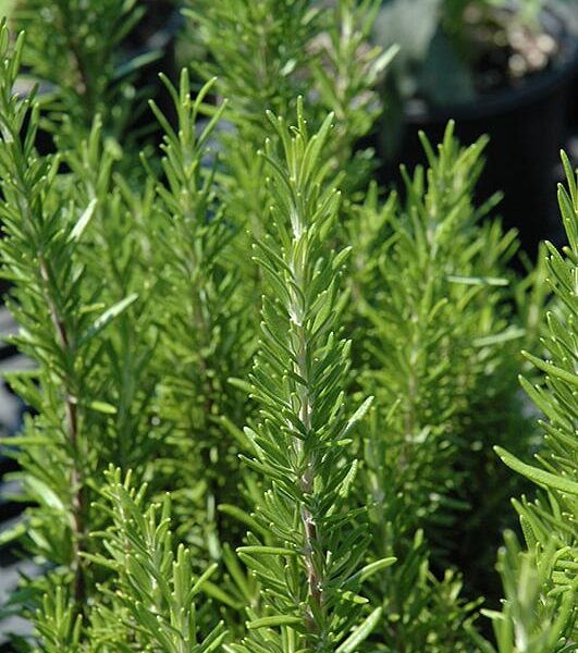 barbeque rosemary