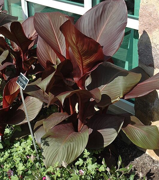 Tropicanna Black Canna