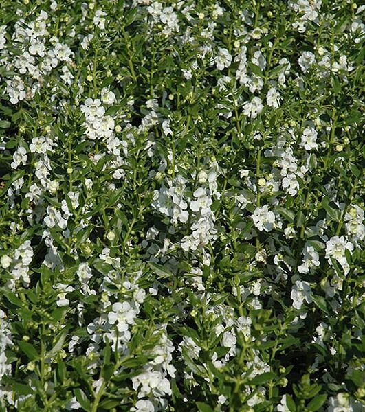 angel face white angelonia