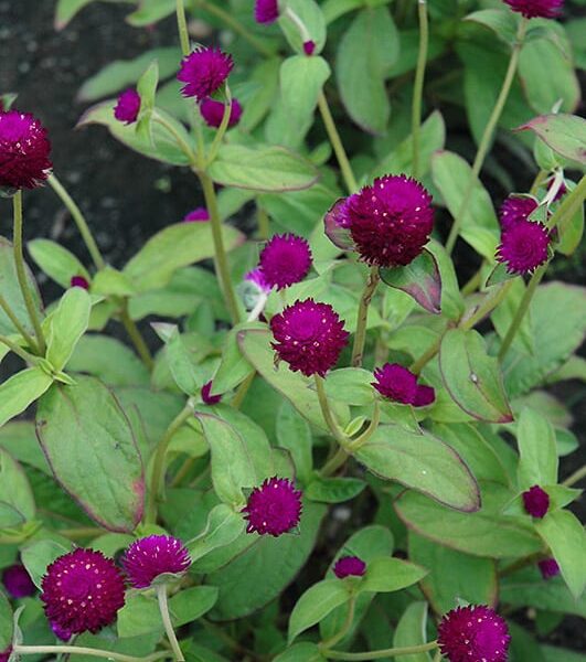 Audrey purple red gomphrena