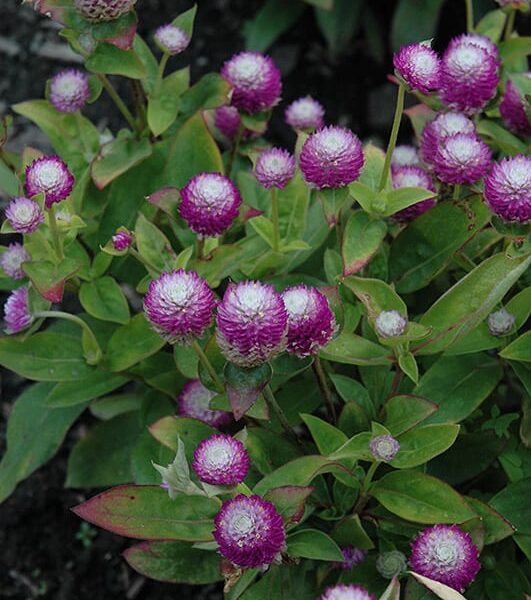 Audrey bicolor rose gomphrena