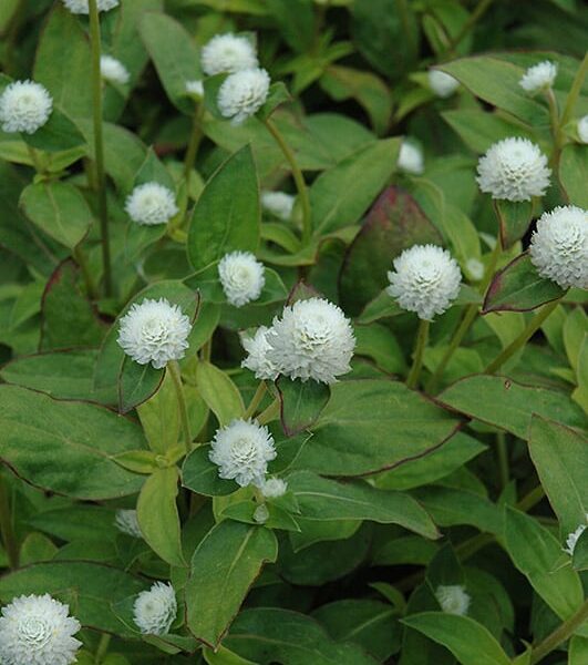 Audrey white gomphrena