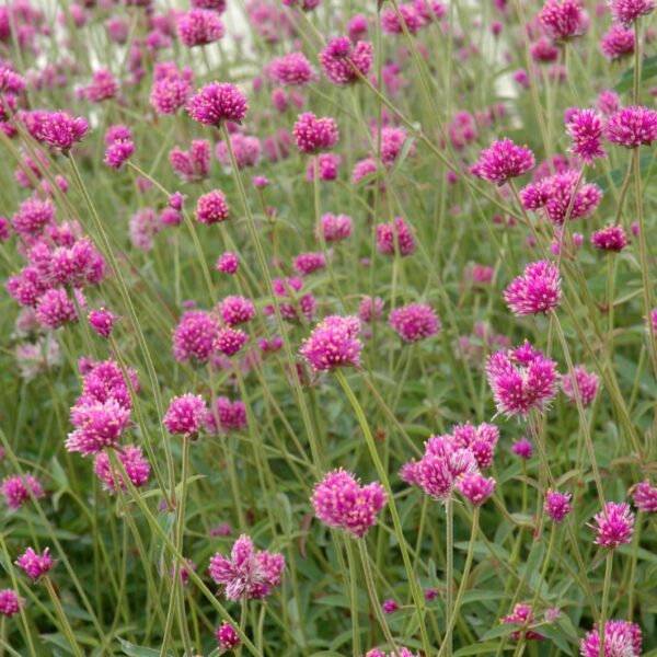 Fireworks Gomphrena