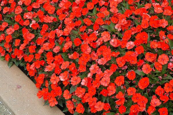 sunpatiens compact electric orange