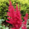 Astilbe