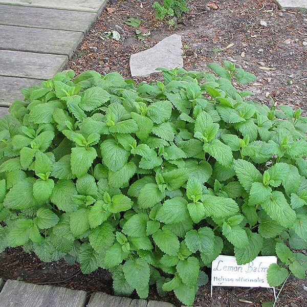 lemon balm