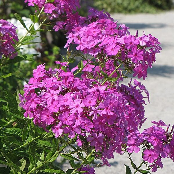 Robert Poore Garden Phlox