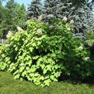 Alice Hydrangea - Calloway's Nursery