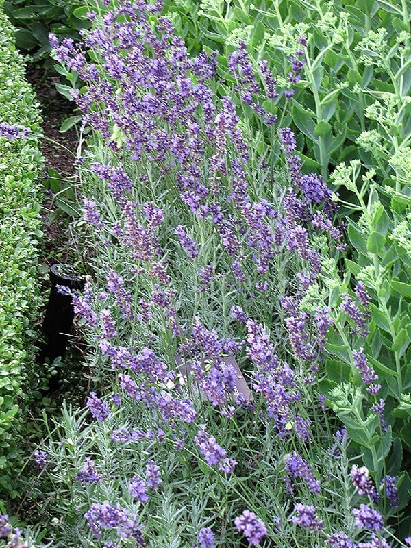 Hidcote Lavender