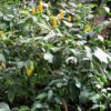 Golden Shrimp Plant