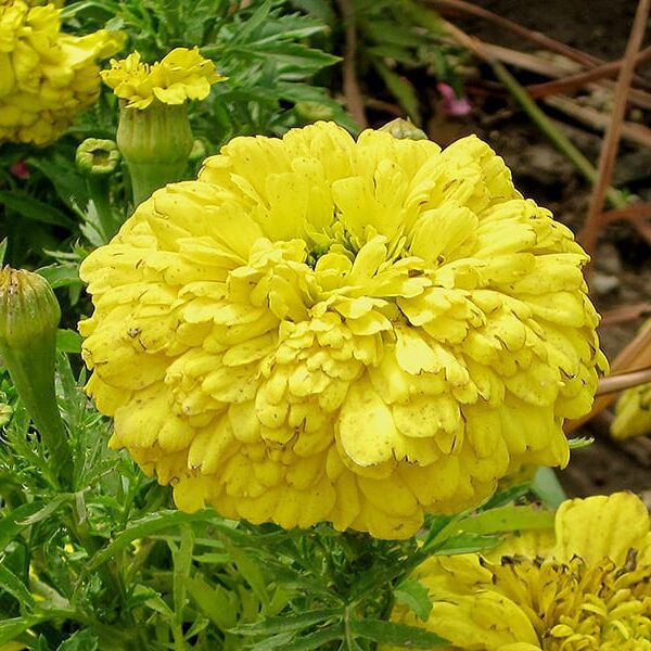 French marigold