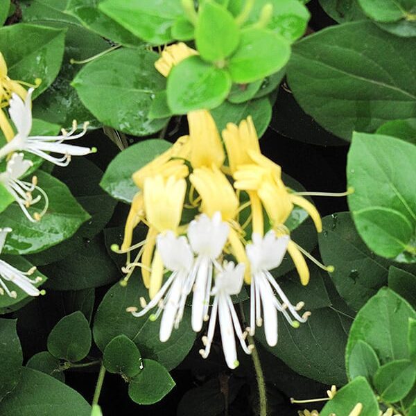 Hall's Japanese Honeysuckle