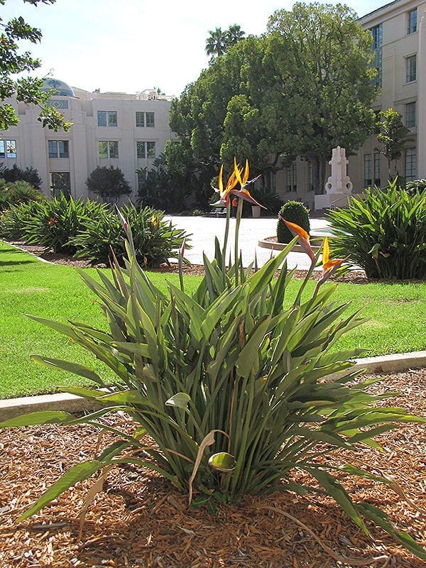 Orange Bird Of Paradise | Calloway's Nursery