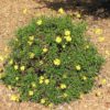 green leafed euryops