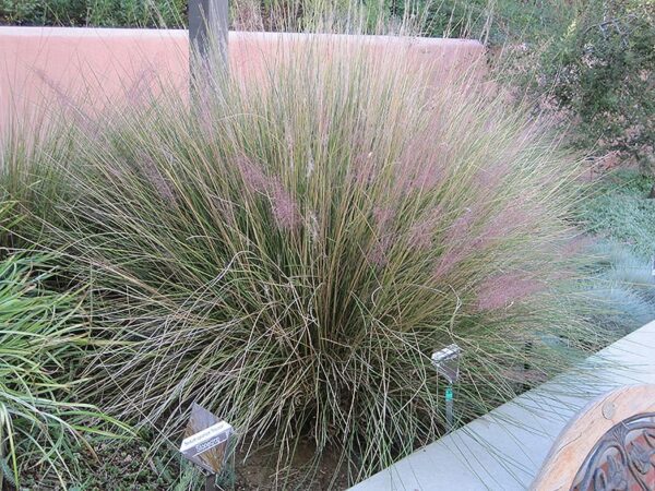 pink muhly grass