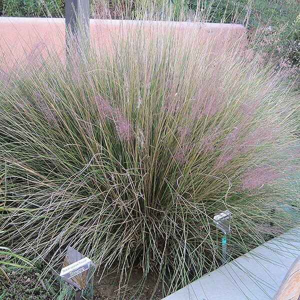 pink muhly grass