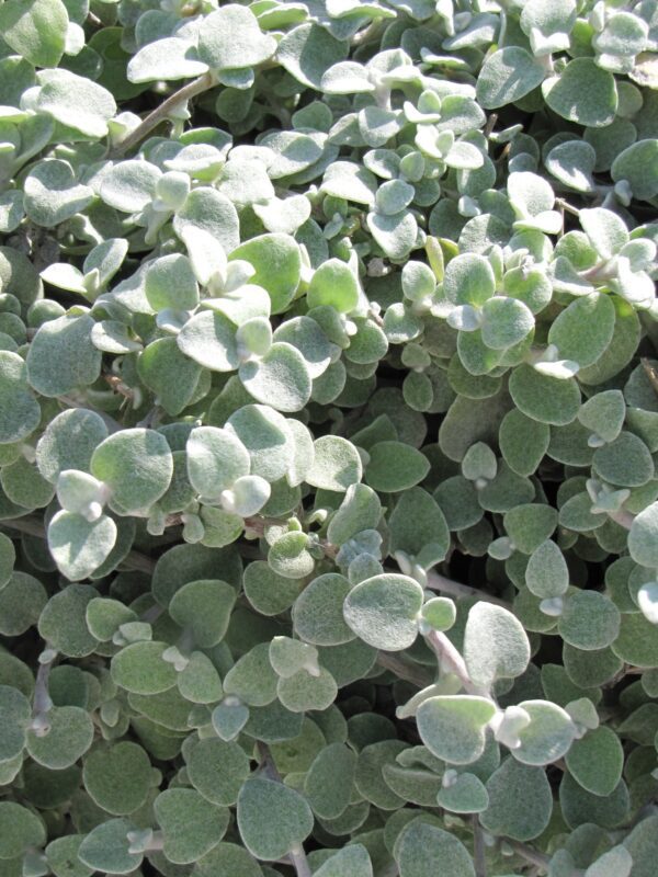 Licorice Plant