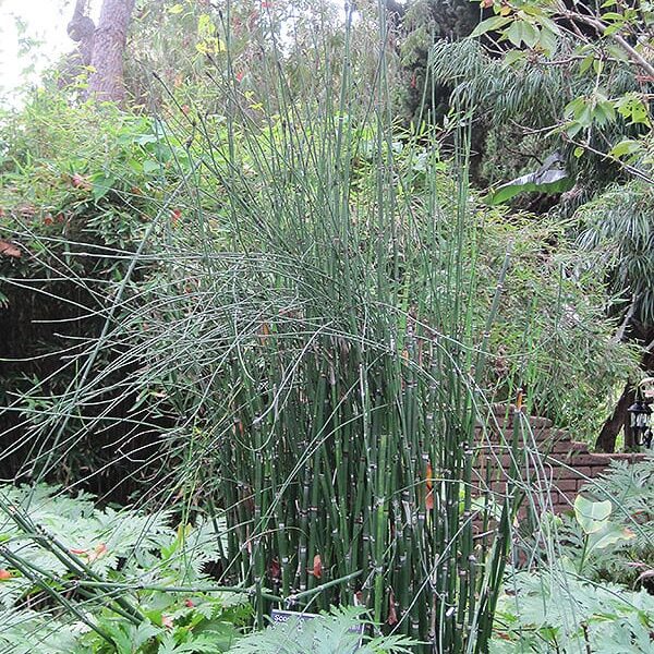 horsetail