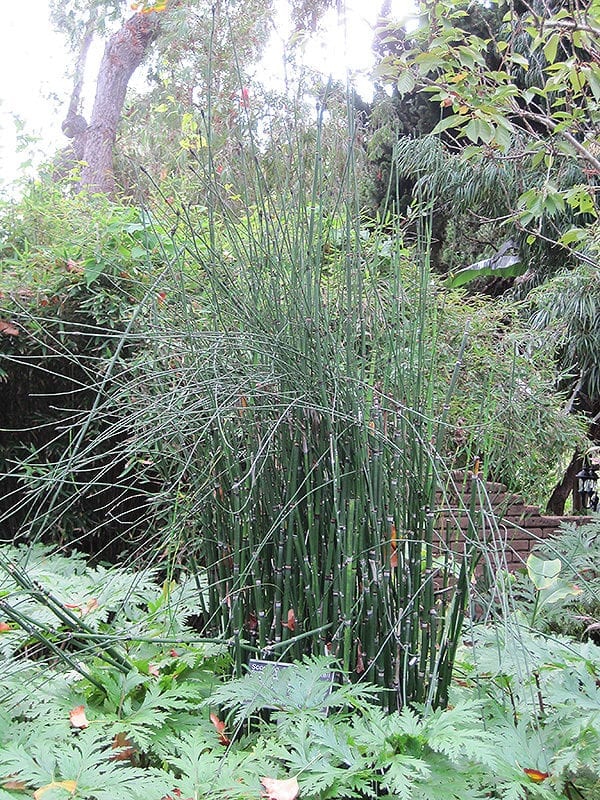 Horsetail Reed Grass | Calloway's Nursery