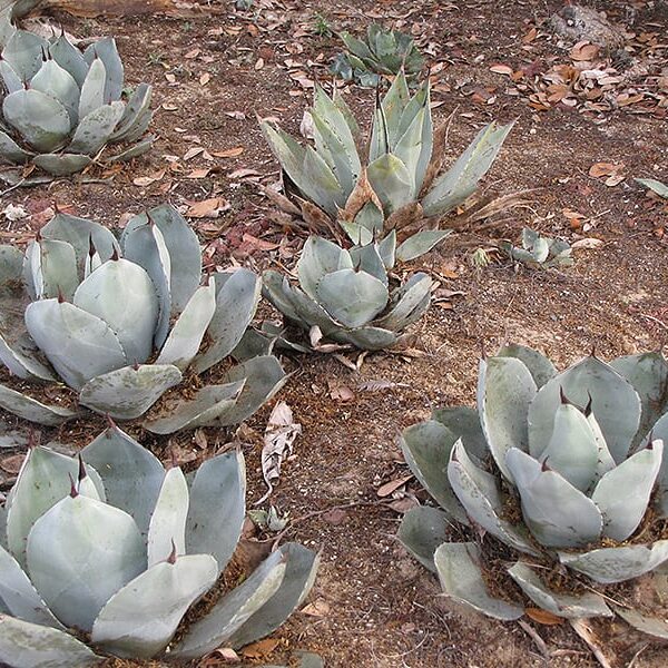 artichoke agave